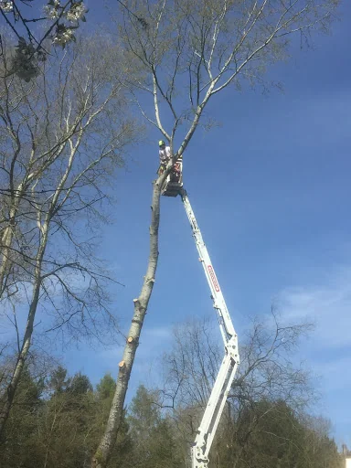 Opus Tree &amp; Garden Services photo 5