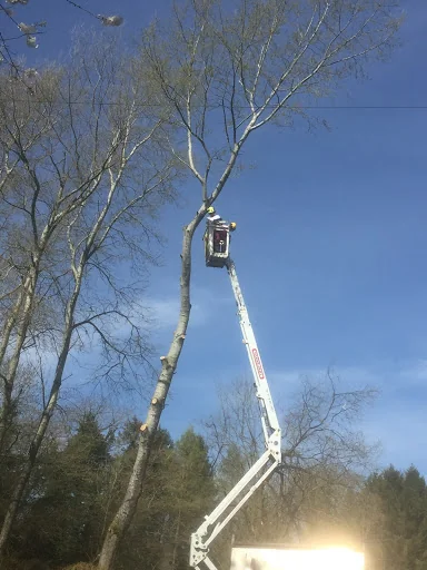 Opus Tree &amp; Garden Services photo 6