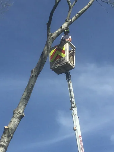 Opus Tree &amp; Garden Services photo 7