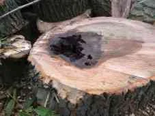 4 Seasons Tree Surgeons photo 1