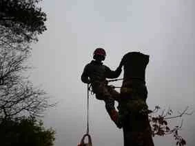 4 Seasons Tree Surgeons photo 2