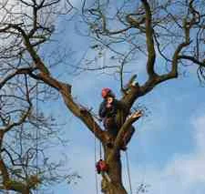 4 Seasons Tree Surgeons photo 3
