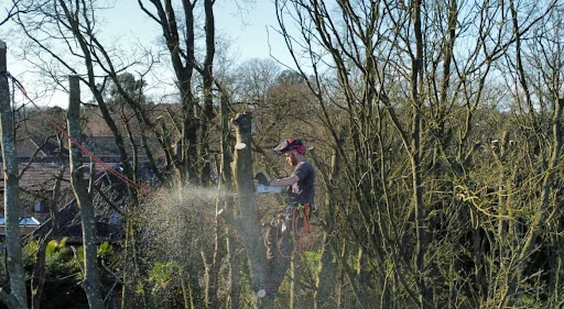 Brentwood Tree Care photo 1