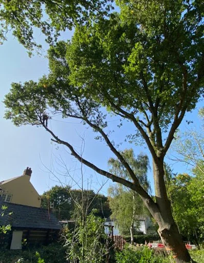 Brentwood Tree Care photo 2