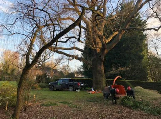 Brentwood Tree Care photo 3