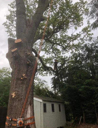 Brentwood Tree Care photo 4