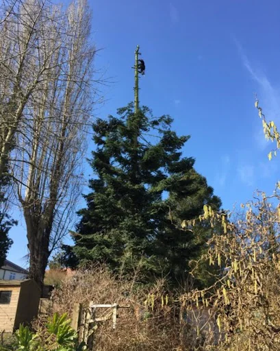 Brentwood Tree Care photo 5