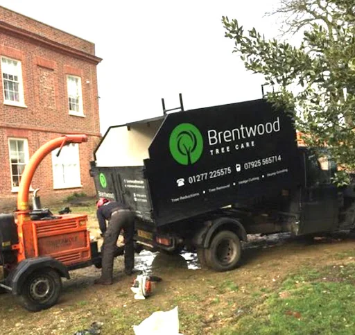 Brentwood Tree Care photo 6