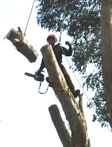 Brentwood Tree Care photo 7
