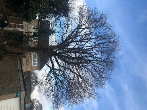 Temple Tree Care photo 2