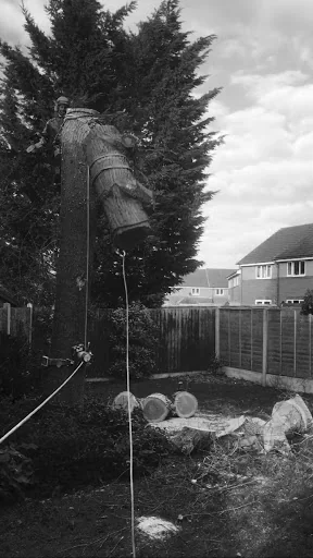 Temple Tree Care photo 4