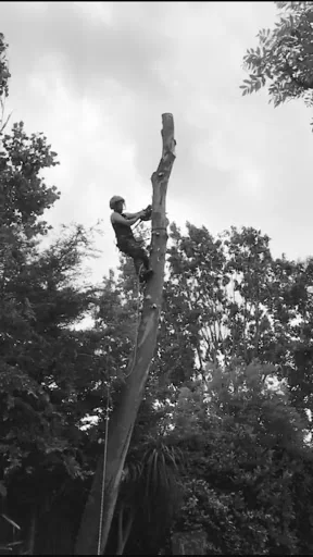 Temple Tree Care photo 5