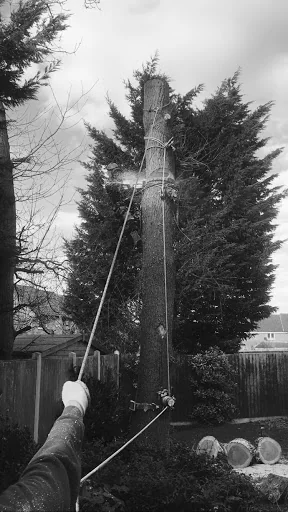 Temple Tree Care photo 6