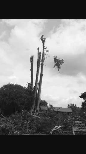 Temple Tree Care photo 8