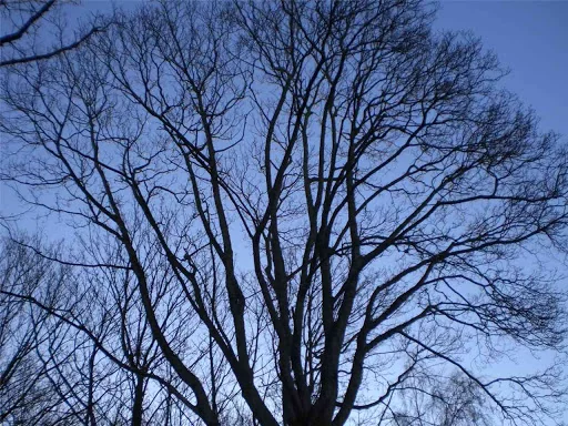 James Gray Tree Surgery photo 1