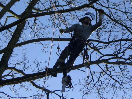 James Gray Tree Surgery photo 2