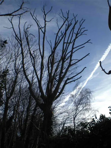 James Gray Tree Surgery photo 3