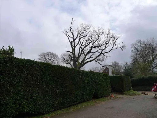 James Gray Tree Surgery photo 4