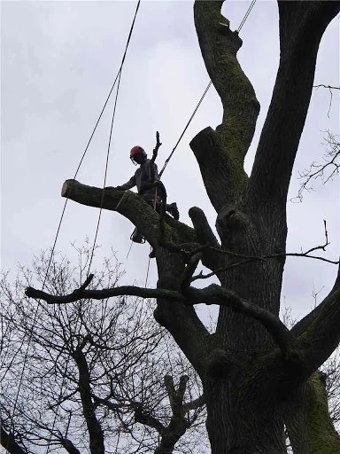 James Gray Tree Surgery photo 5