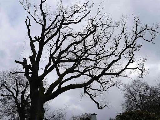 James Gray Tree Surgery photo 6