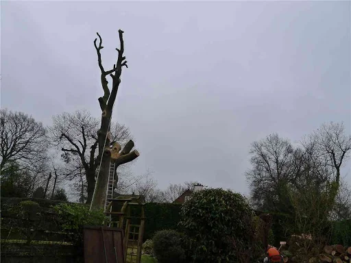 James Gray Tree Surgery photo 7