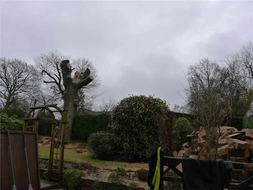 James Gray Tree Surgery photo 8