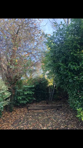 D&amp;T Tree Surgery photo 1