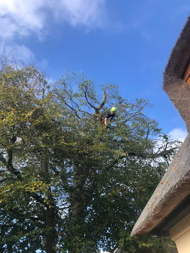 D&amp;T Tree Surgery photo 2