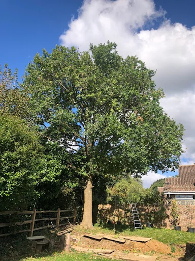 D&amp;T Tree Surgery photo 3