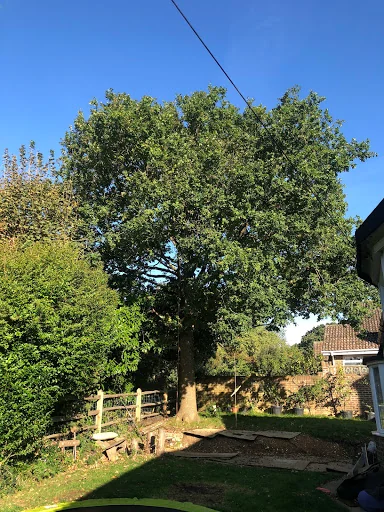 D&amp;T Tree Surgery photo 4