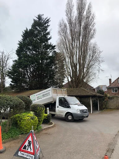 D&amp;T Tree Surgery photo 7