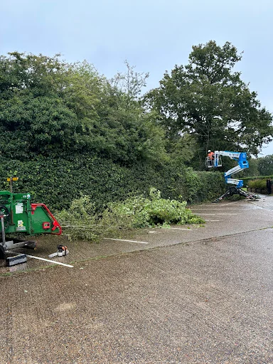 Sussex Tree Specialists photo 1