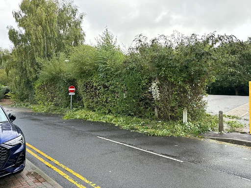 Sussex Tree Specialists photo 2