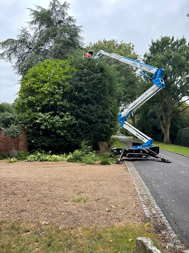 Sussex Tree Specialists photo 4