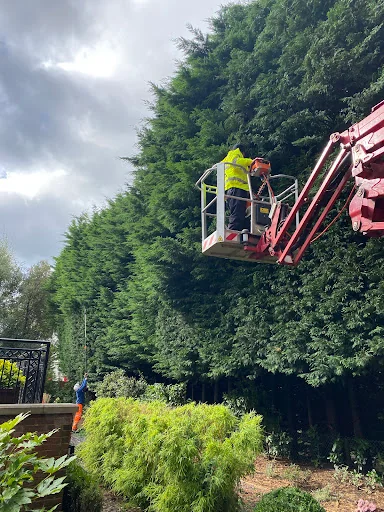 Sussex Tree Specialists photo 8