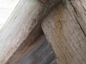 Hampshire Woodworm &amp; Damp photo 5