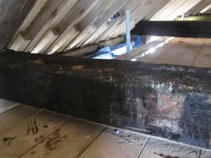 Hampshire Woodworm &amp; Damp photo 6