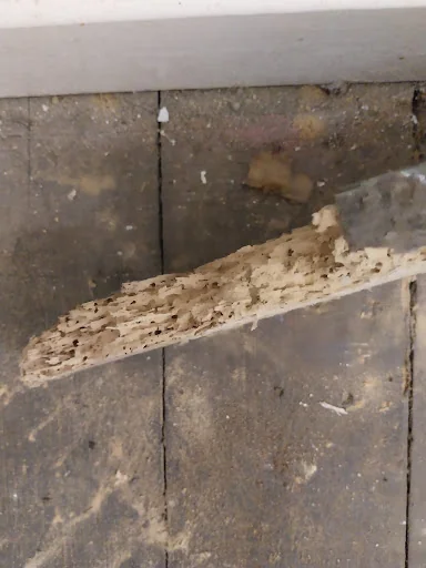 Hampshire Woodworm &amp; Damp photo 7