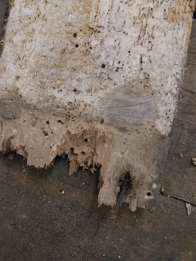 Hampshire Woodworm &amp; Damp photo 8