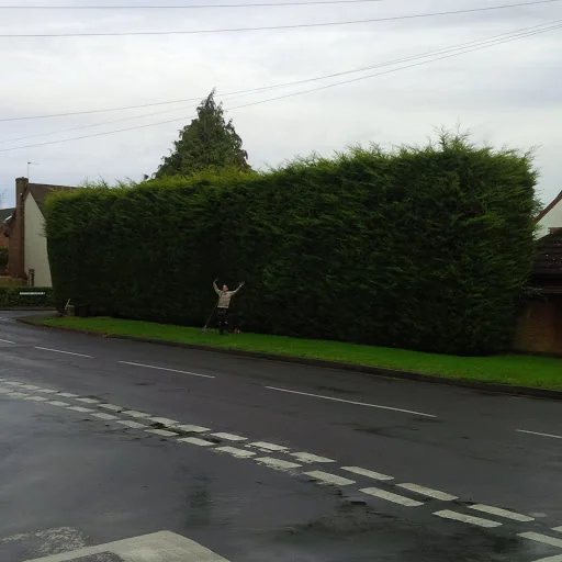 Old England Tree Care photo 2