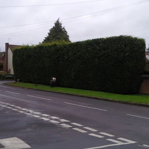 Old England Tree Care photo 3