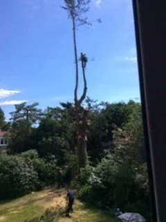 Old England Tree Care photo 4