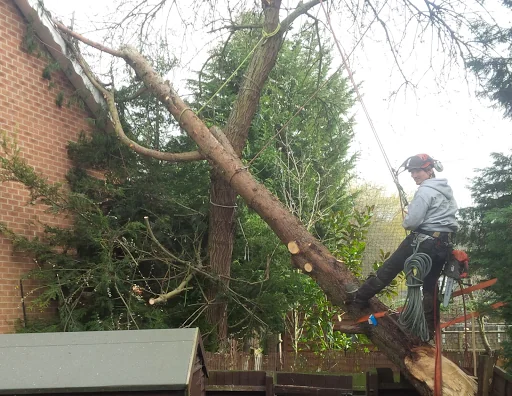 Old England Tree Care photo 6