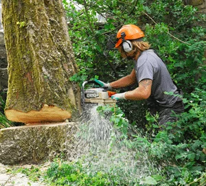 Old England Tree Care photo 7