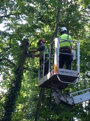 Oaklands Tree Care photo 3