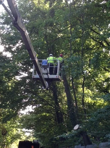 Oaklands Tree Care photo 5