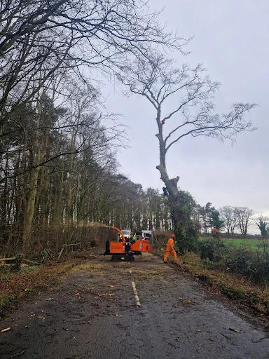 E.G.S Tree Surgery photo 1
