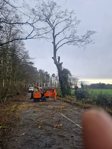 E.G.S Tree Surgery photo 3