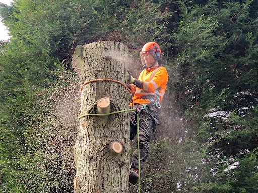 E.G.S Tree Surgery photo 5