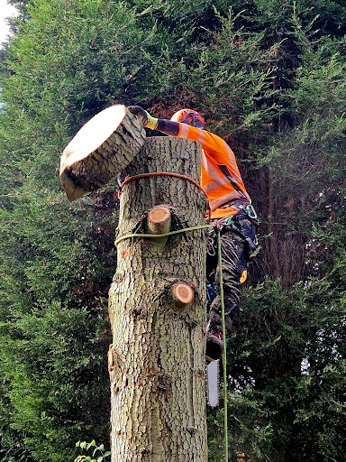 E.G.S Tree Surgery photo 6